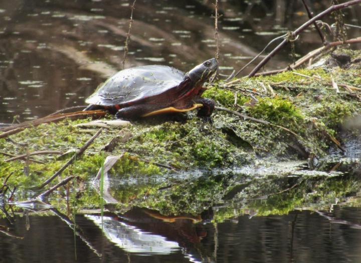 Midland Painted Turtle